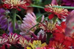 GreenGirlGardens (7)