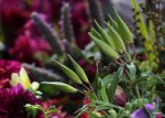 GreenGirlGardens (9)