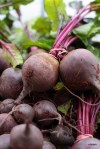 HaliburtonFarms (21)