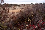 Anderson Hill rose&nbsp;hips