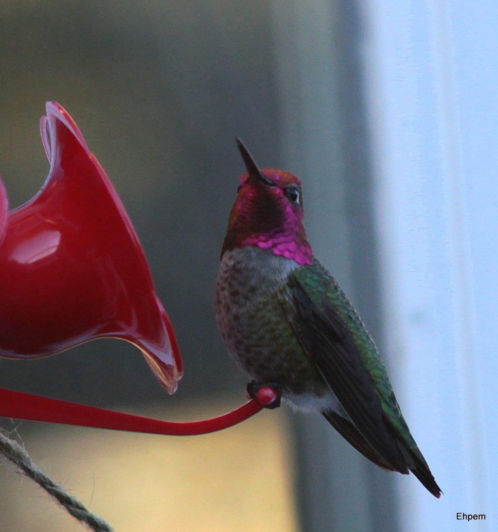 Hummingbird Red