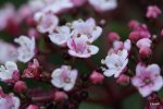 flower detail