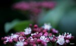 Flower reflection
