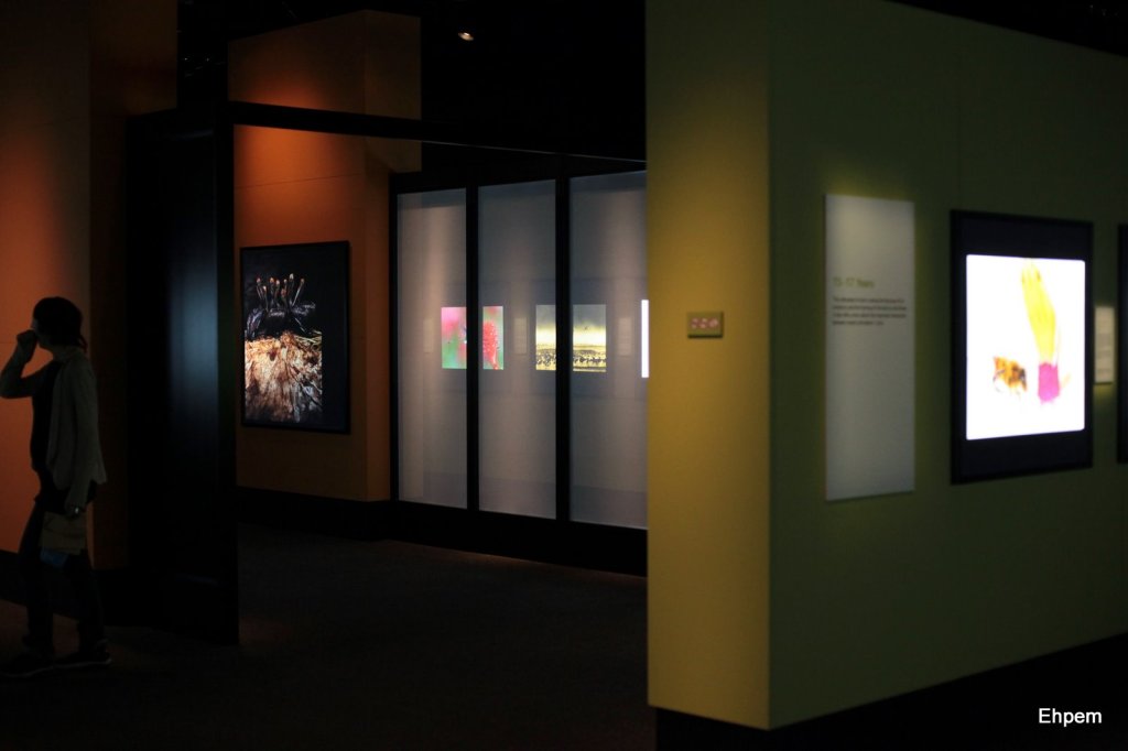 Gallery11