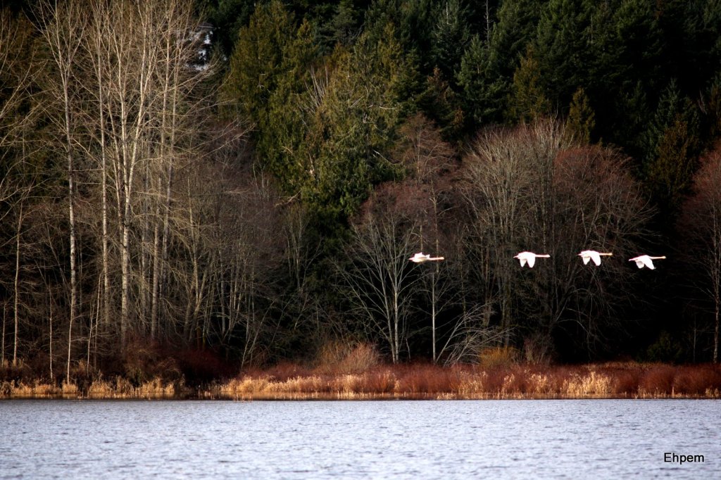 Market pond swans flying trees