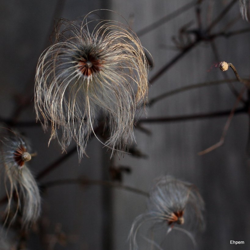 Clematis seed straggler