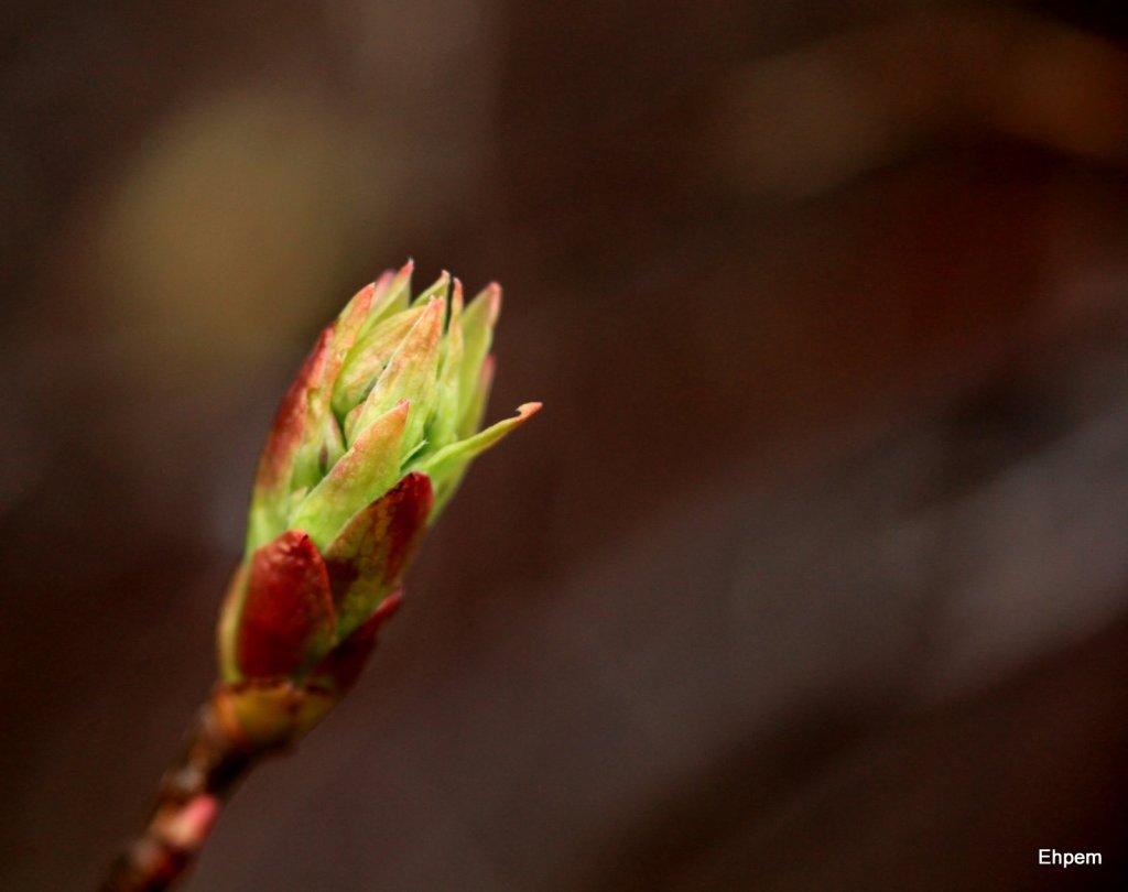 Leaf buds3