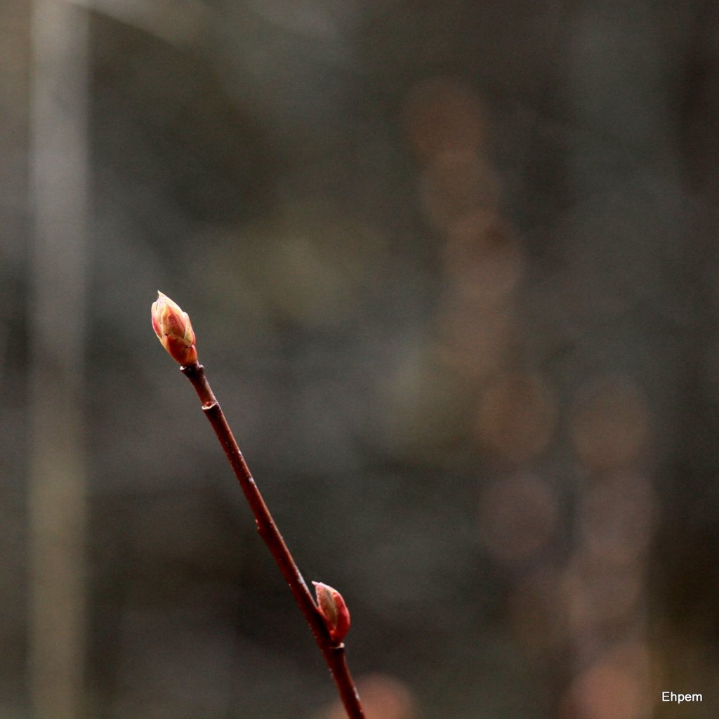 Leaf buds