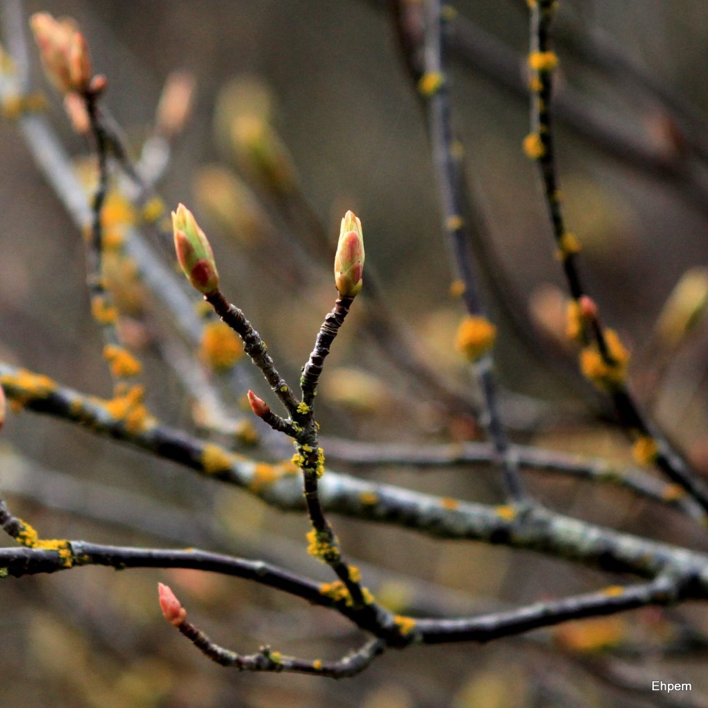 Shrub leaf buds2