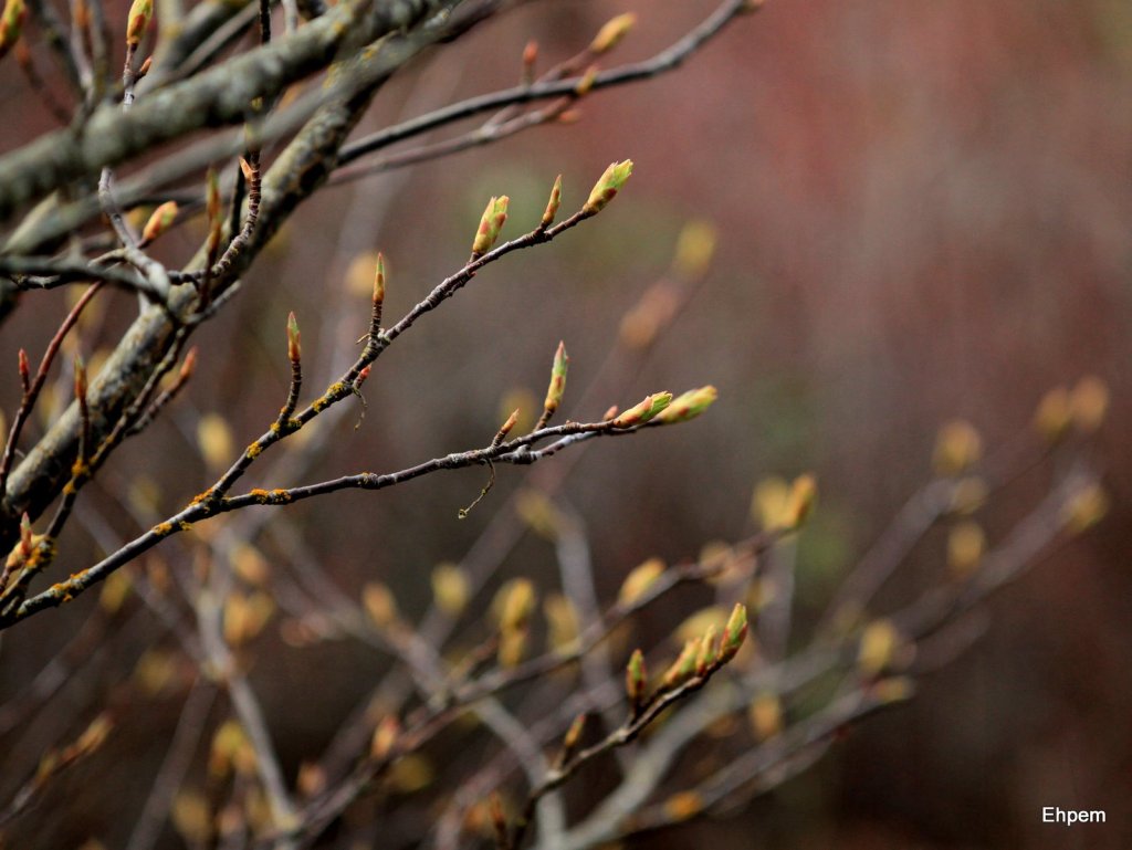 Shrub leaf buds