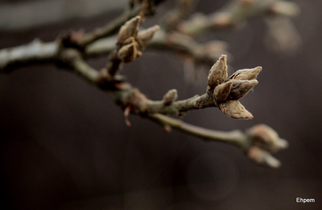 Oak buds
