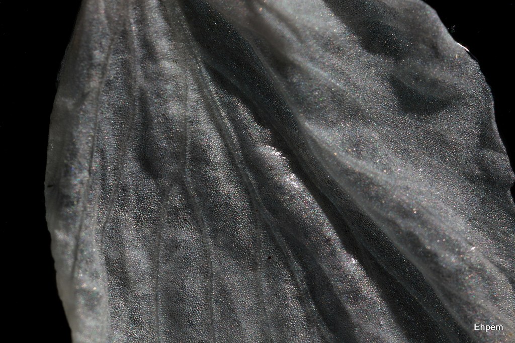 plum petal, medial section