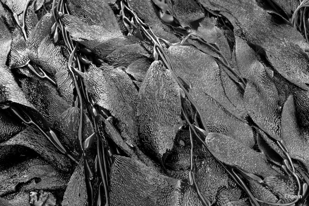 Monochrome kelp