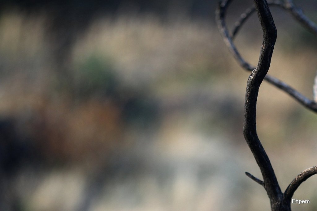 Trafalgar minimum branch