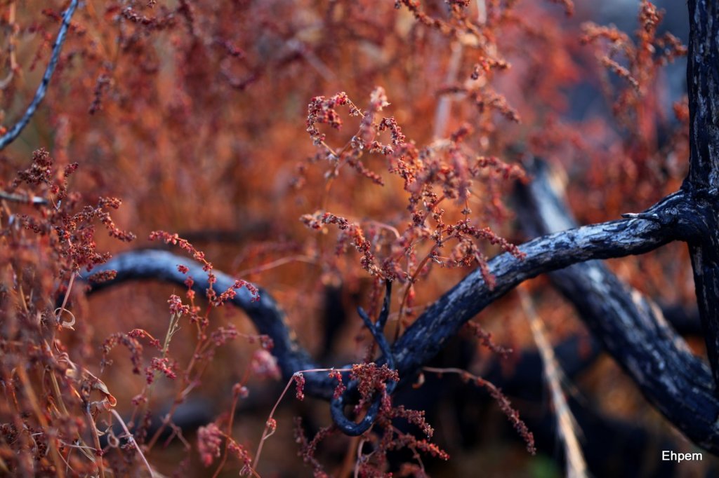 Trafalgar black and orange