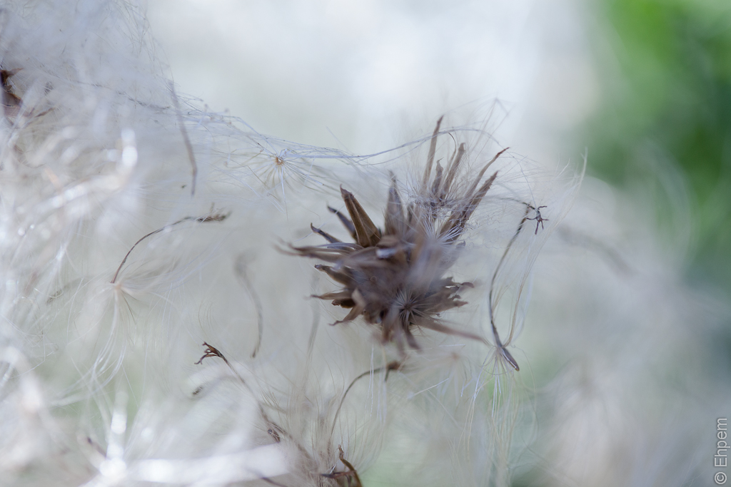 Thistle 1