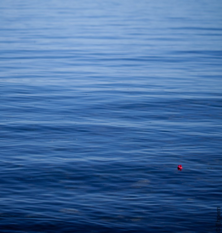 Red carnation on blue