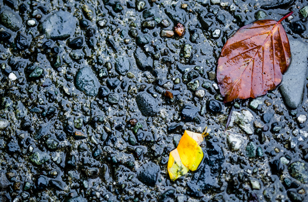 Yellow, brown and black