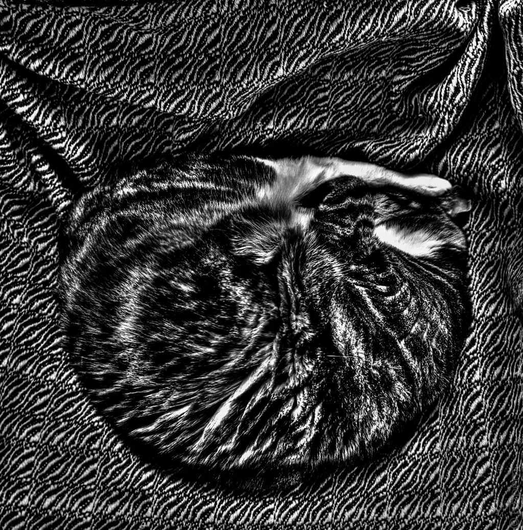 Cat nest black and white