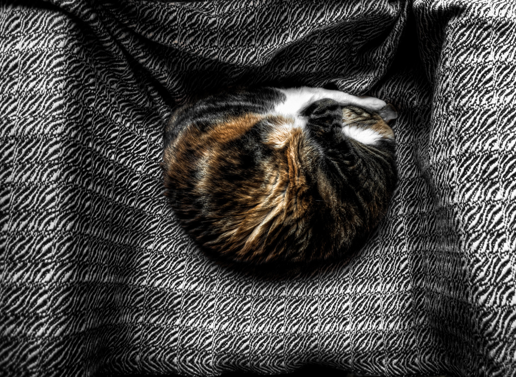 Cat Nest darker