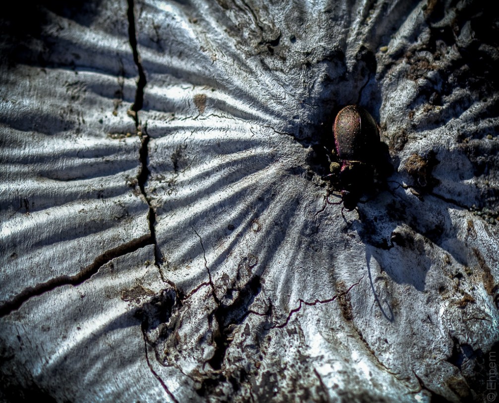 beetle wood detail