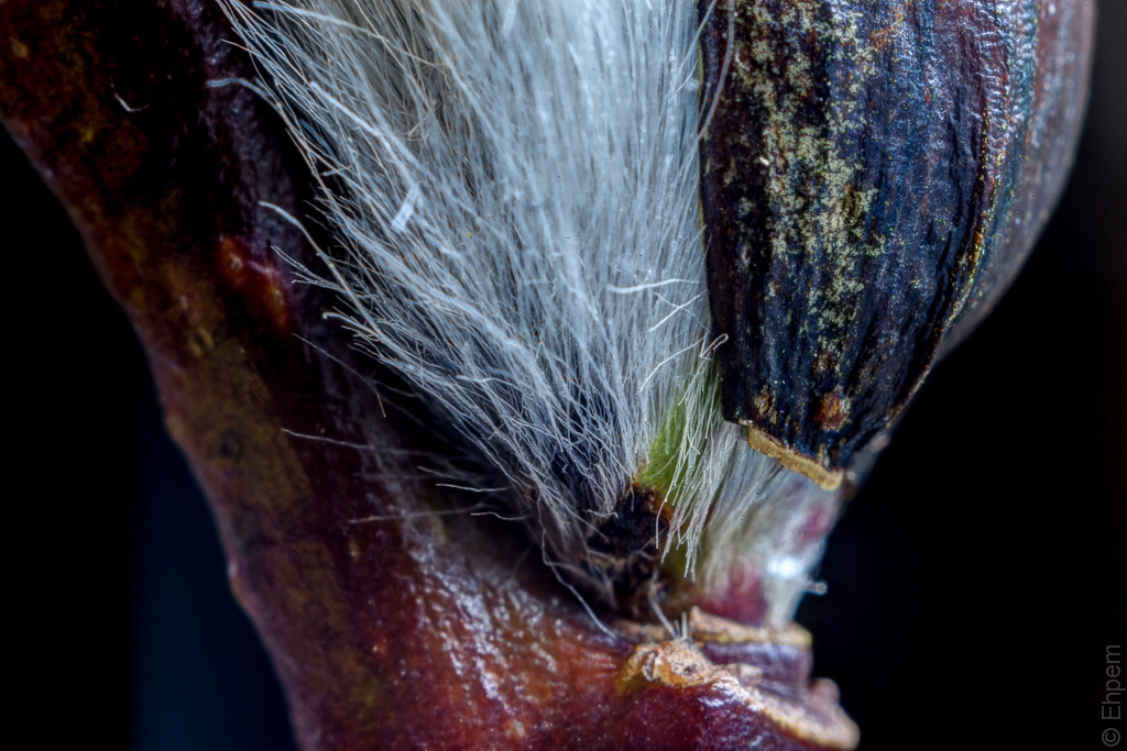 Catkin detail 