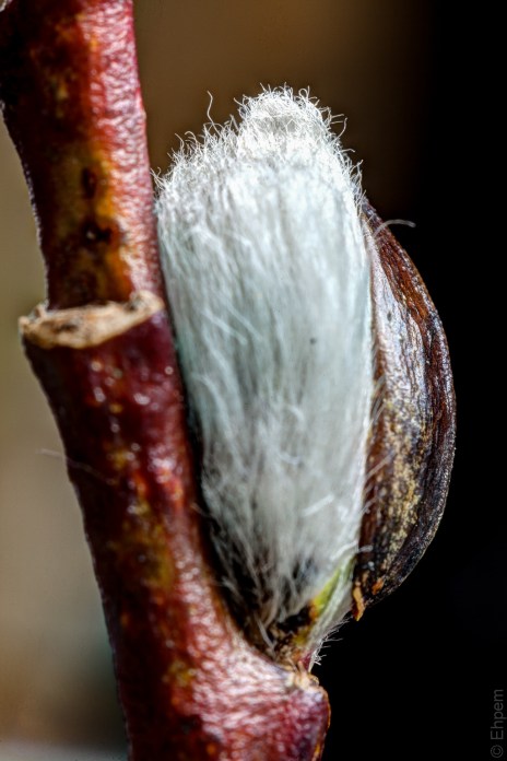 Catkin detail 