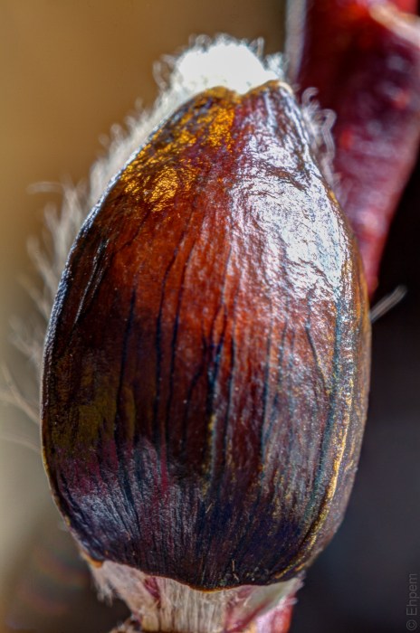 Catkin detail 