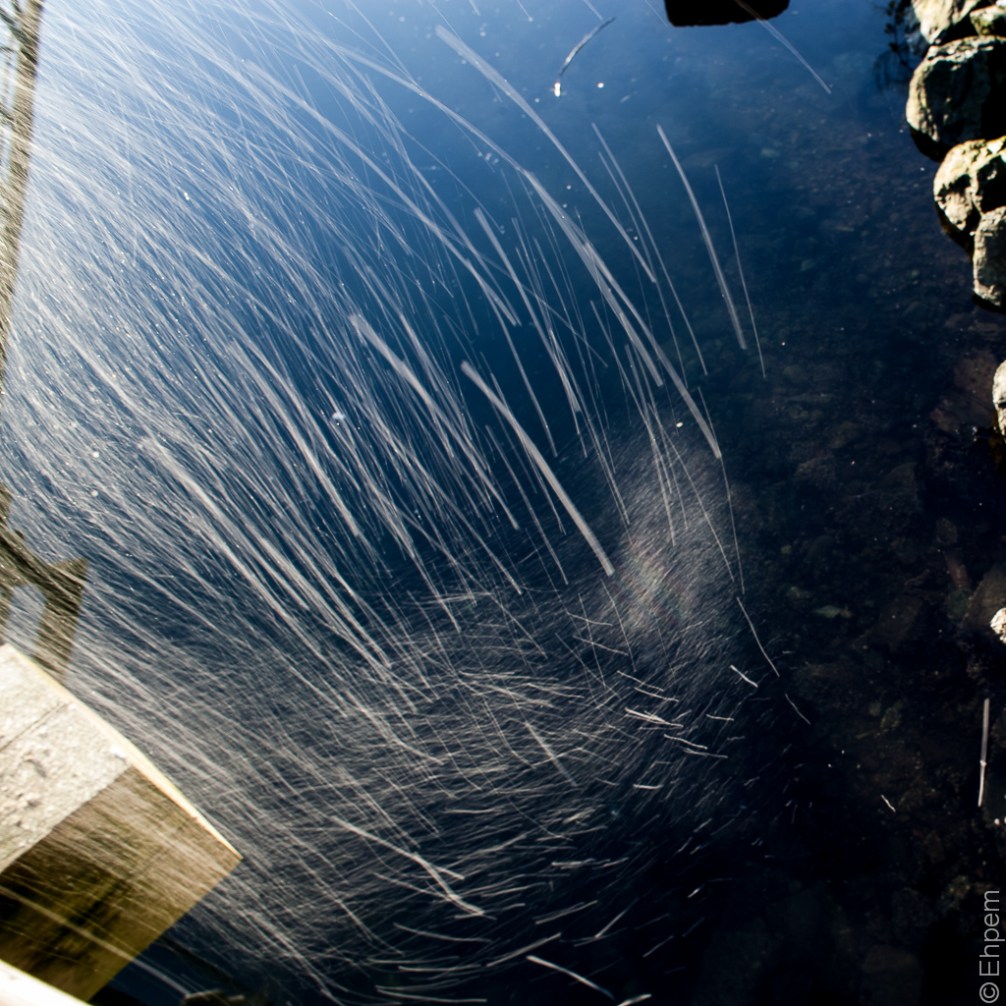 Falling Frost colour