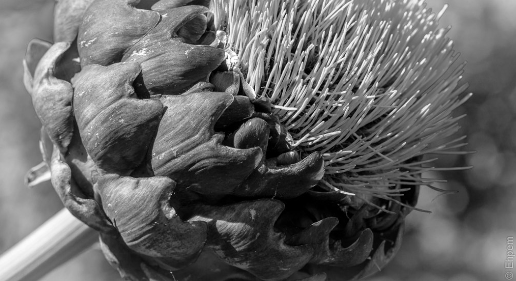 Cardoon darker 3