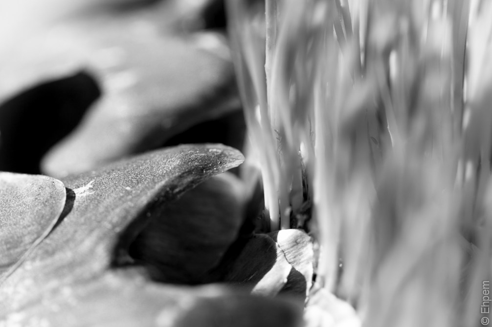Cardoon darker 2