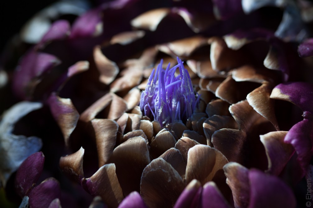Cardoon small flower colour