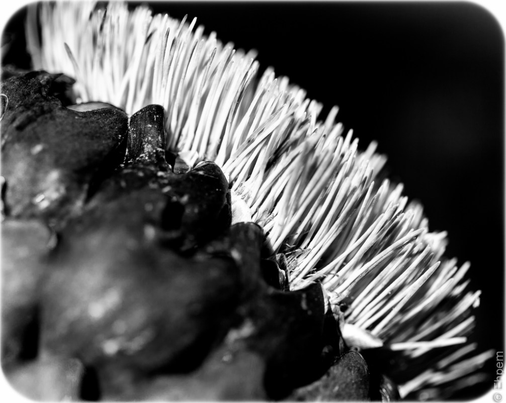 Cardoon darker 1
