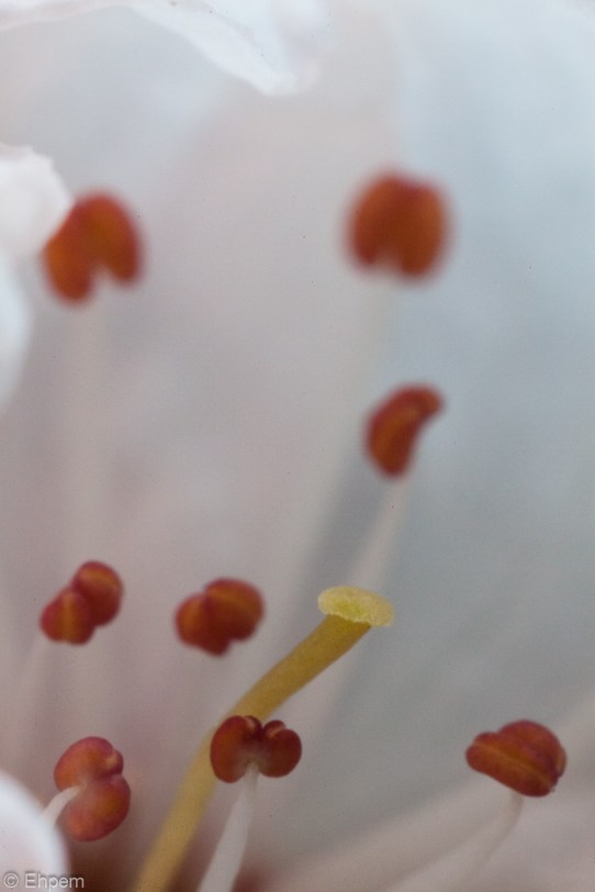 Plum blossom macro 4