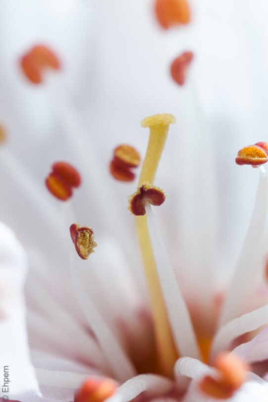 Plum blossom macro 5