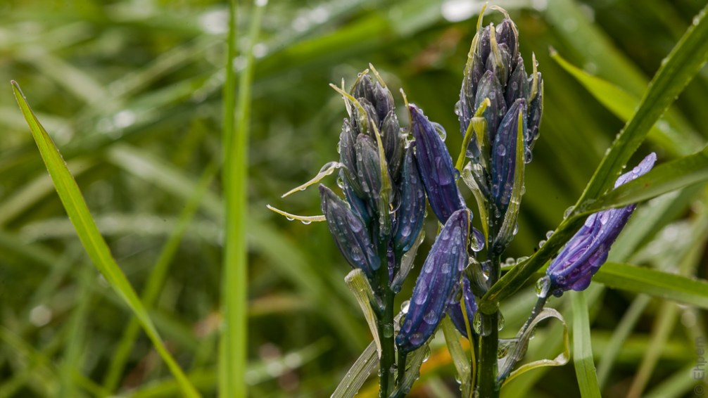 Wildflower timelapse 3