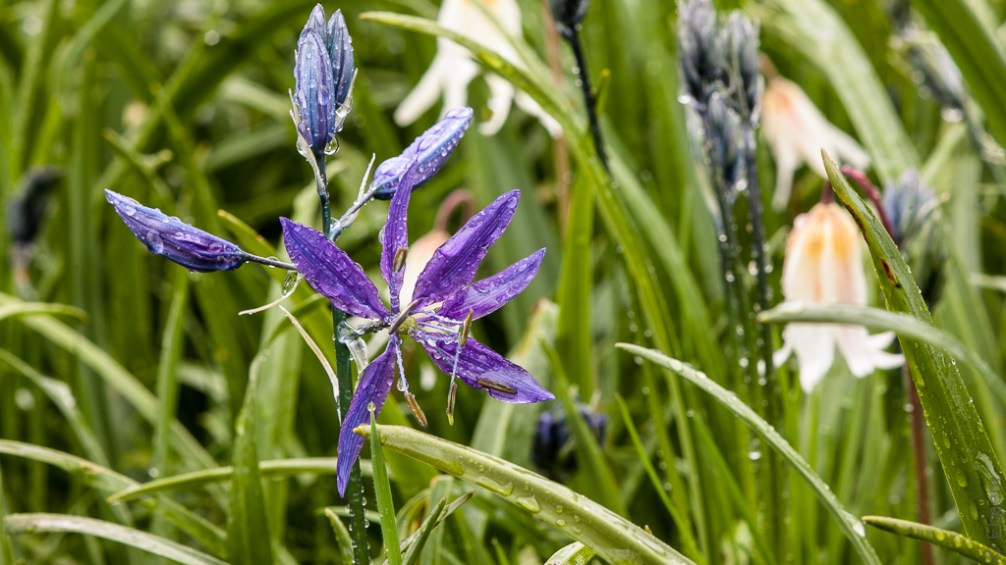 Wildflower timelapse 2