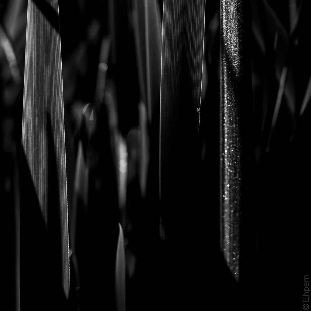 Iris Leaves spring mono 2