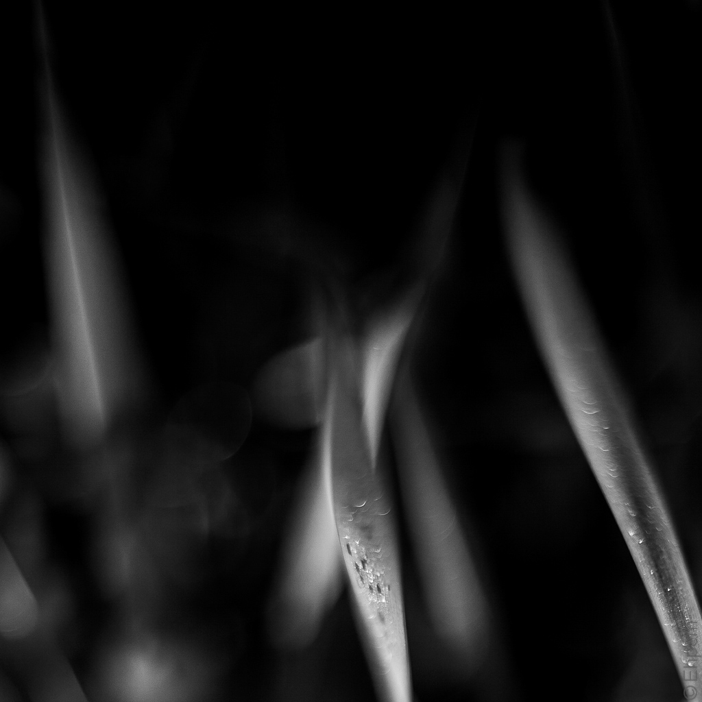 Iris Leaves spring mono 5