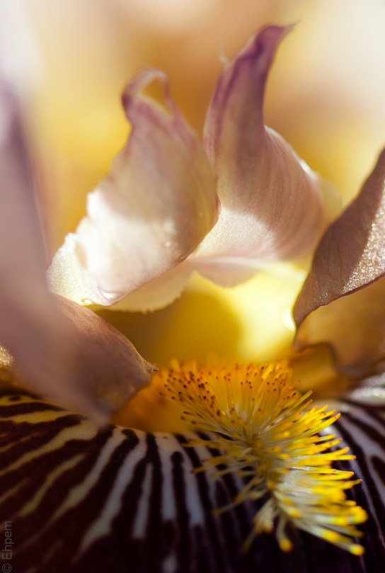 Purple Iris 1 HouseGIF400IMG_5833