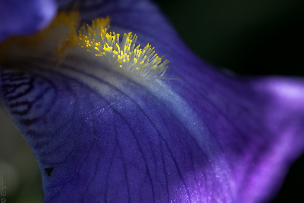 Blue Iris 1 HouseGIF400IMG_5857