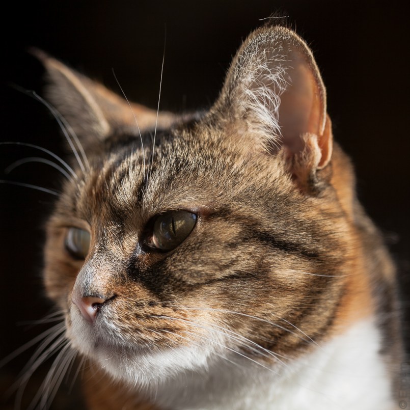 Cat Iris 1 IMG_5830-2