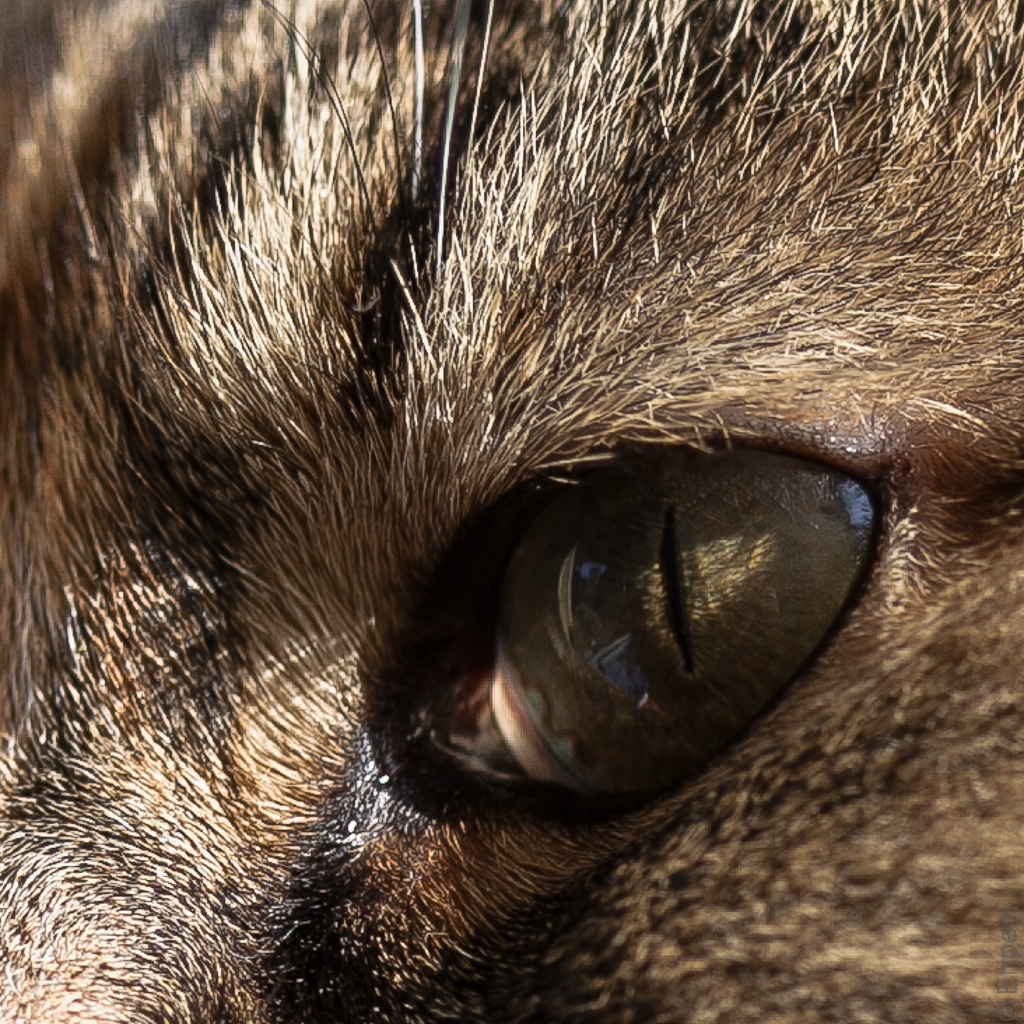 Cat Iris 2 IMG_5830-3