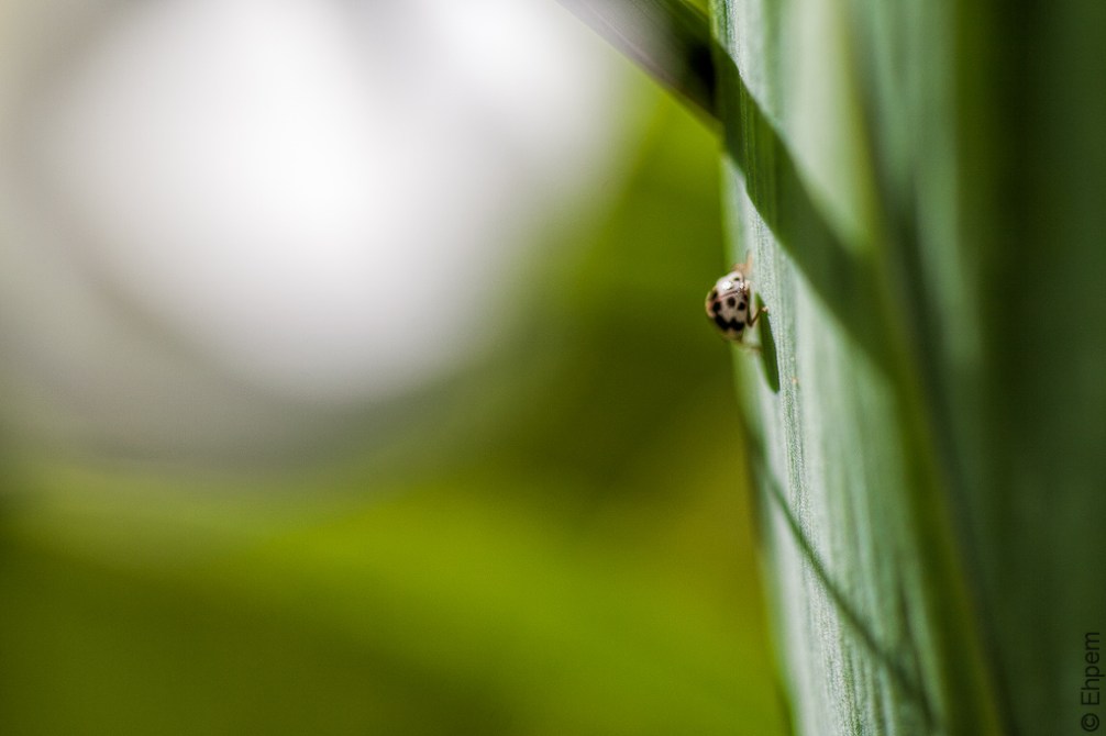 Carpet beetle 2 thirds IMG_6129-Edit