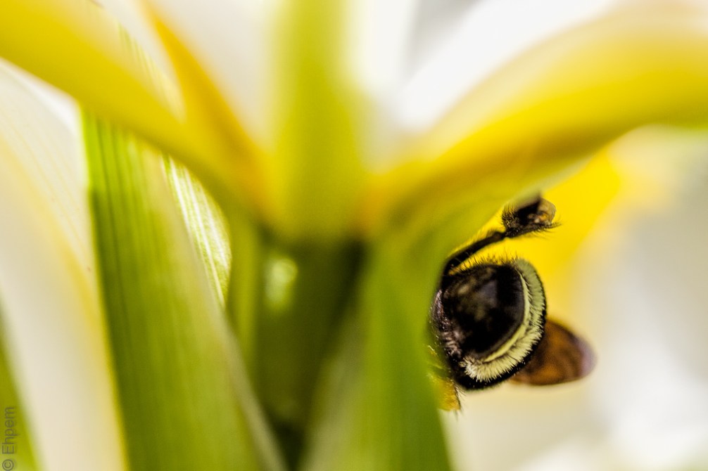 Bumble Bee Iris 2 IMG_6161-Edit