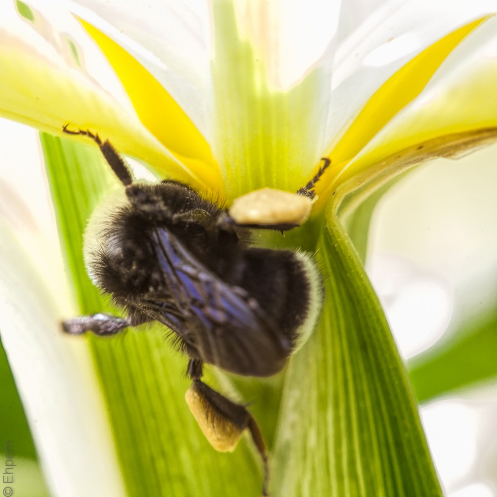 Bumble Bee Iris 3 IMG_6281-Edit