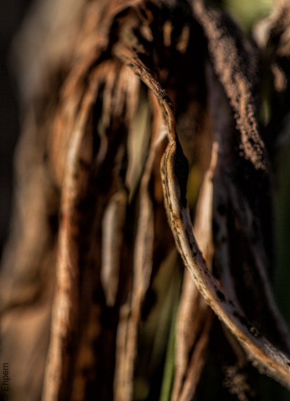 IMG_1165-Edit edited