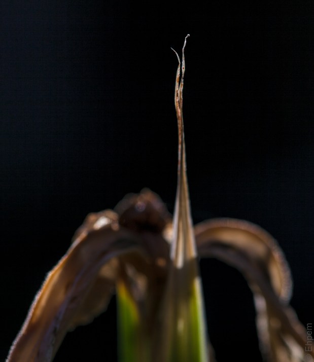 IMG_1247-Edit edited