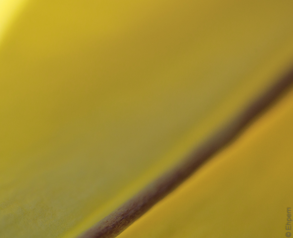 Trumpet Yellow Detail IMG_1893-2
