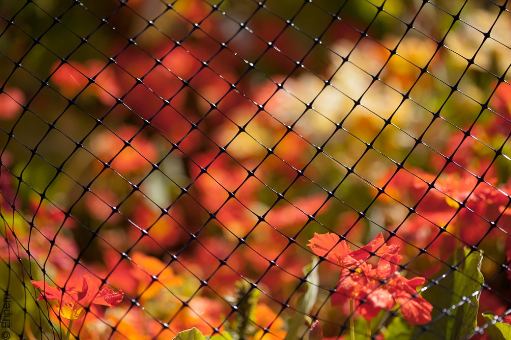 Deer fencing red 2 IMG_4585